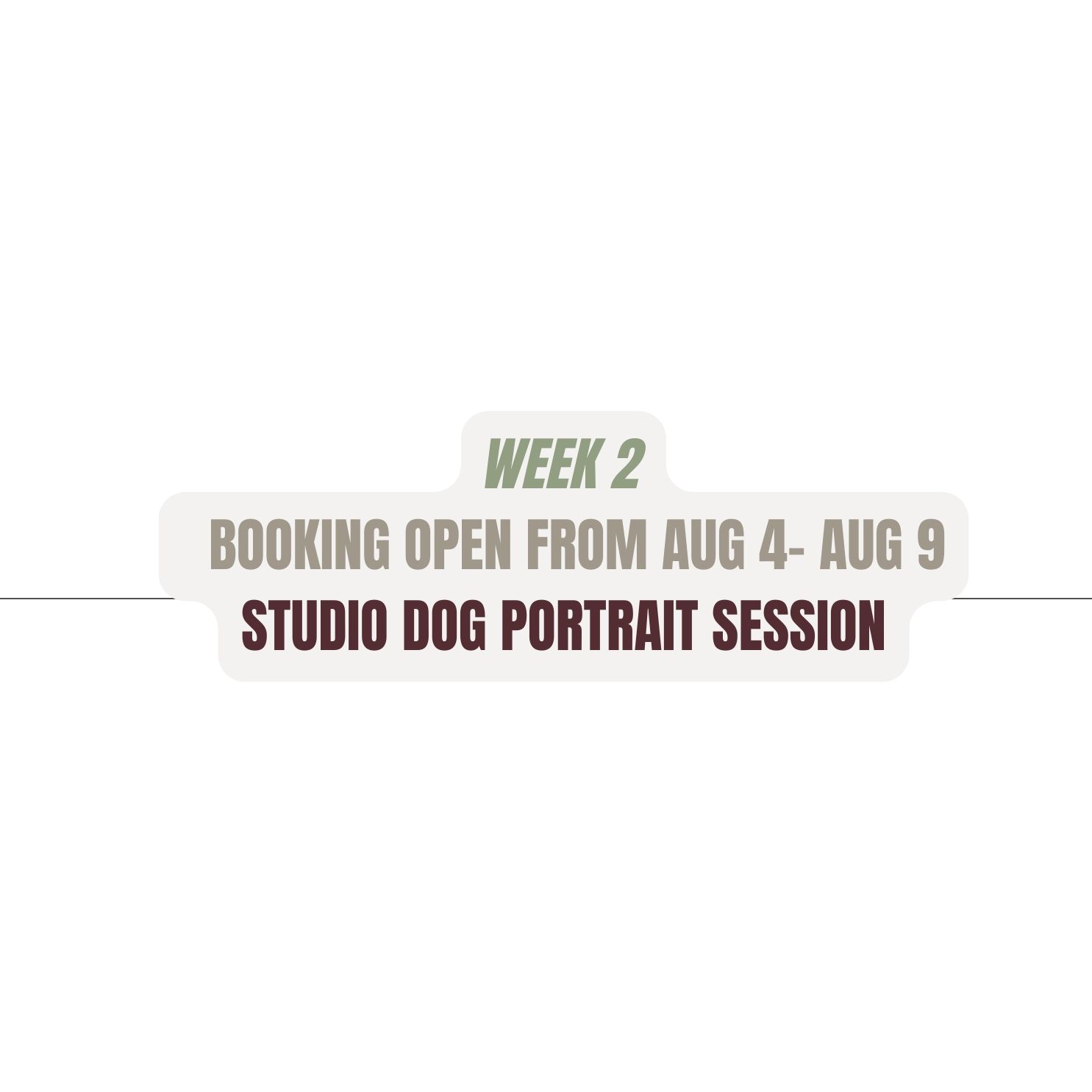 Week 2 studio dog portrait session announcement banner with booking dates from August 4-9.