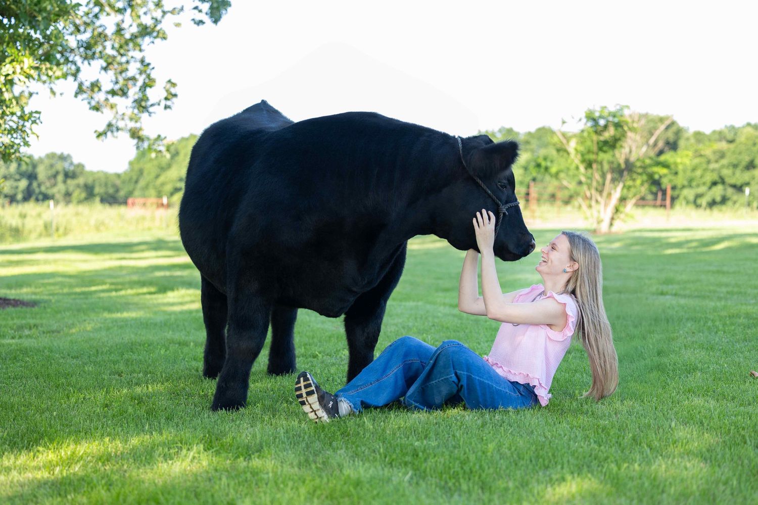 A black cow in a sunny green field while someone in blue jeans and pink shirt sits nearby in the grass.