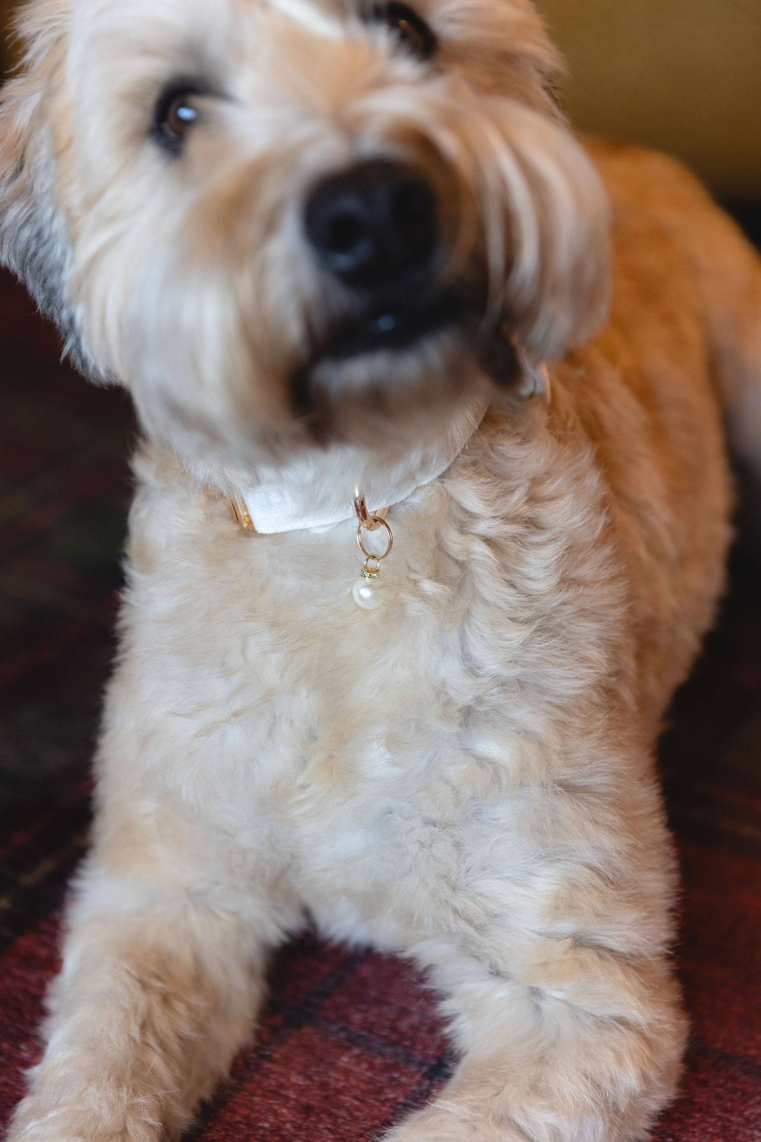 Close-up portrait of a cream-colored terrier mix dog wearing a white collar with a tag lying on a red rug.
