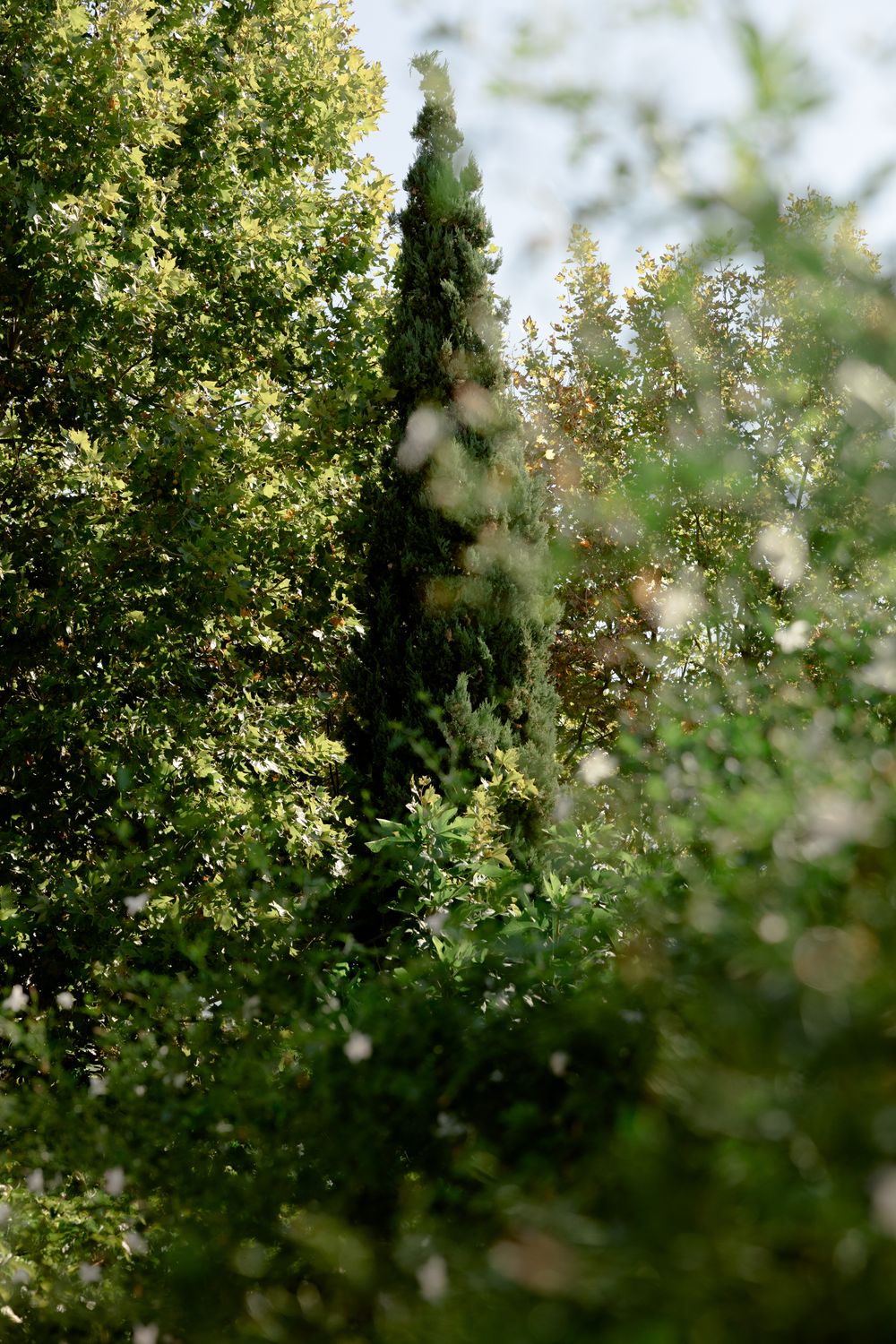 Sunlit cypress and olive trees create a lush green Mediterranean garden scene. Athens wedding photographer