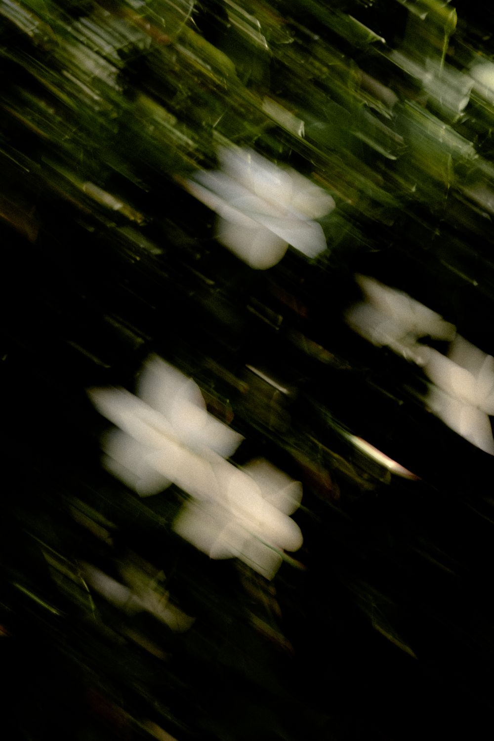 Abstract motion blur of white flowers against dark green foliage at night. Athens wedding photographer