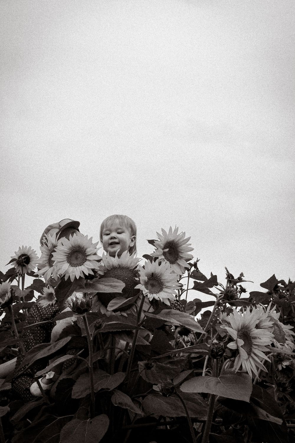 Sunflowers Arlington, Wa