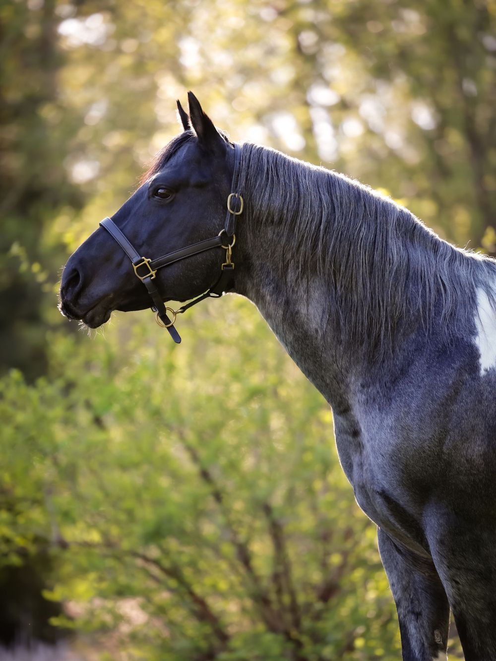 Langs horse and pony farm