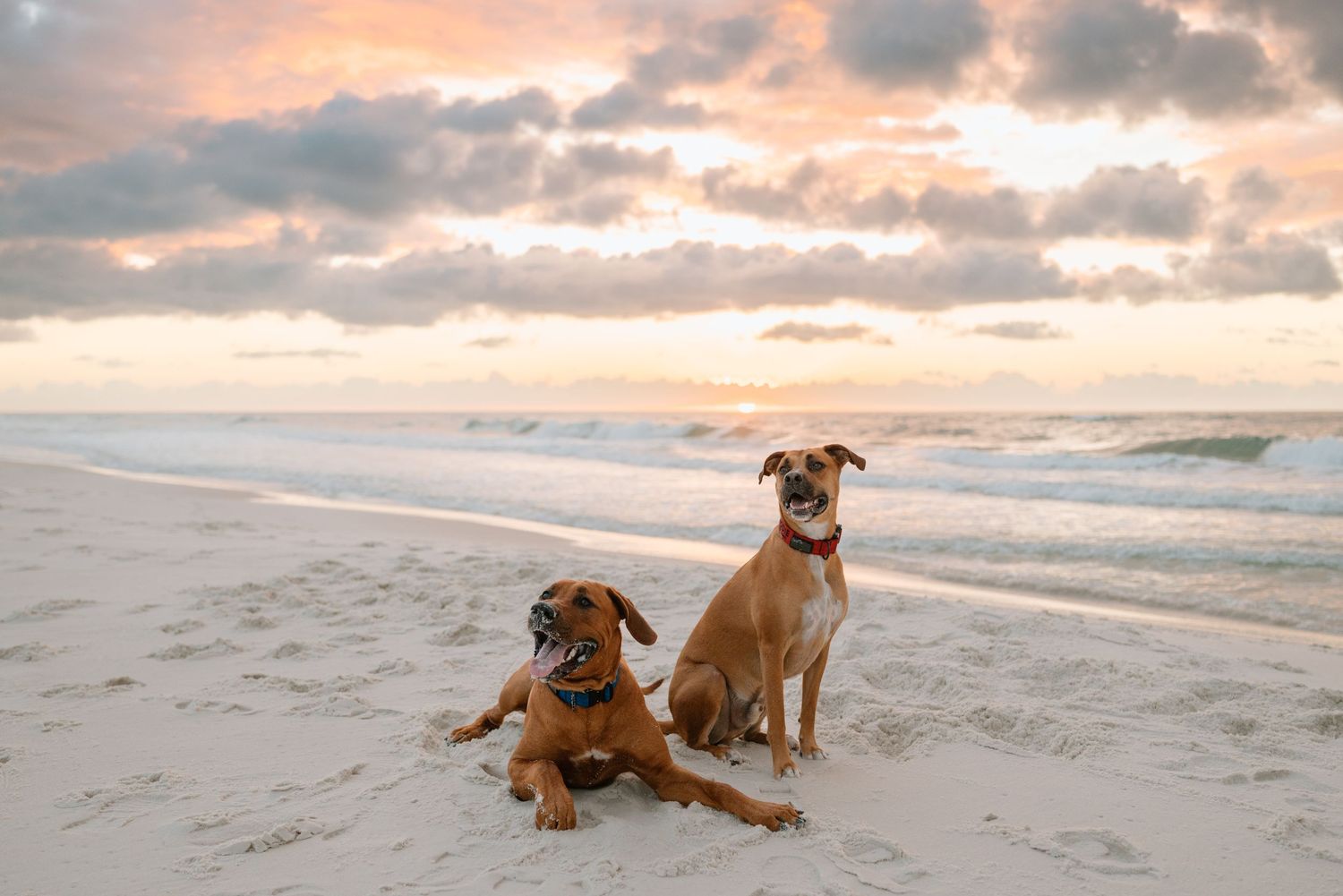 Two AKC CGC-certified dogs during the sunrise on Pensacola Beach