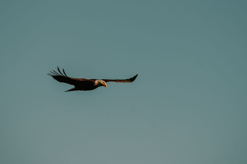 Beautiful image of an eagle flying during maternity session outdoor natural light photographer