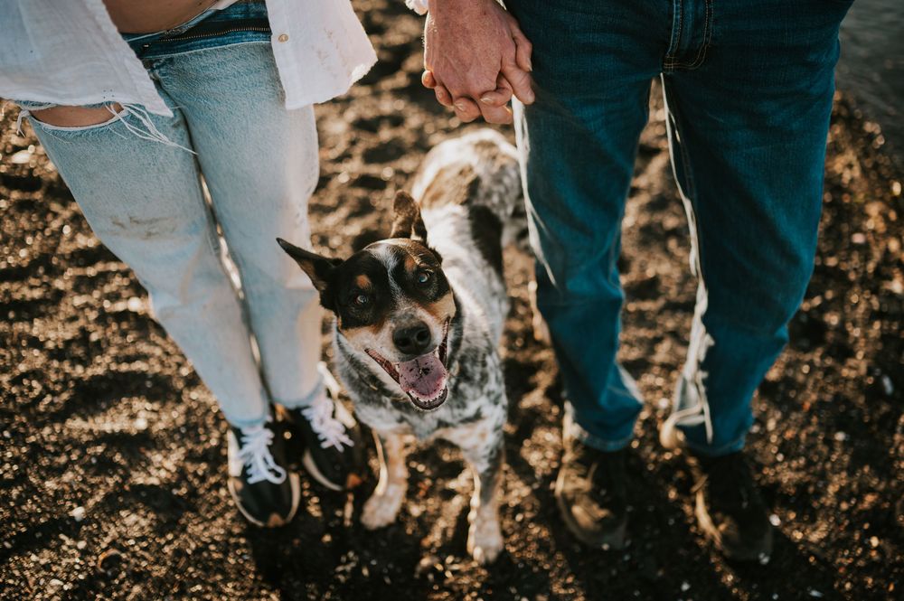 Maternity photoshoot by ocean on black sand beach Vancouver island cute image of dog with couple outdoor natural light photographer