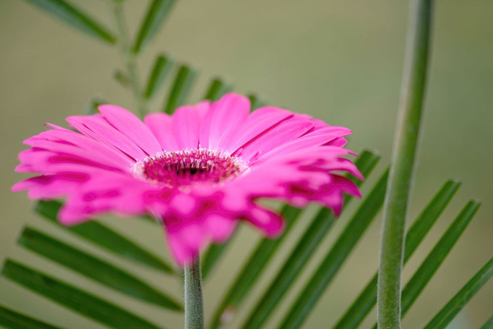 A vibrant pink Gerbera daisy flower in macro view against blurred green palm fronds in the background.