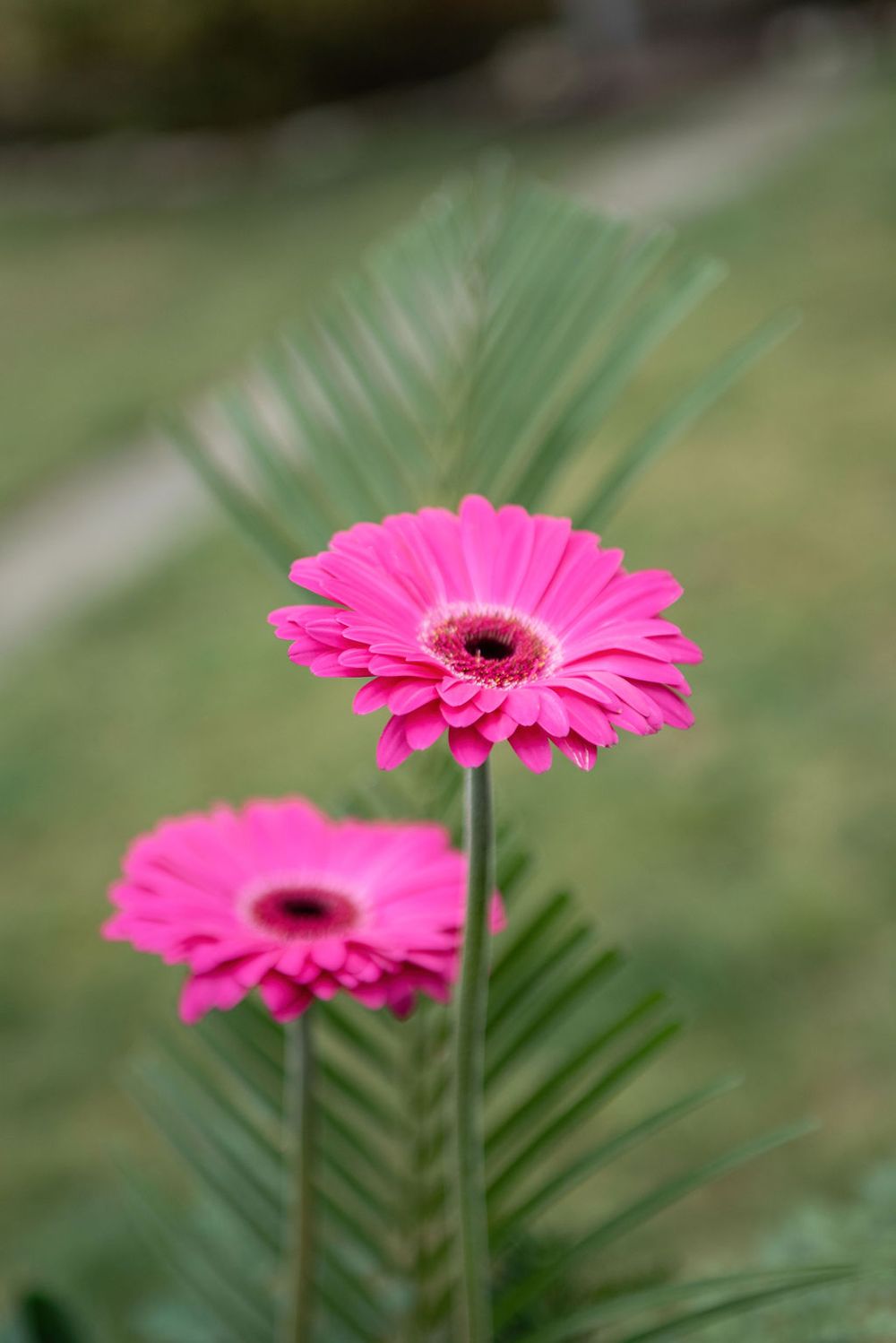 Two vibrant pink gerbera daisies stand tall against a soft green palm frond background in a garden setting.