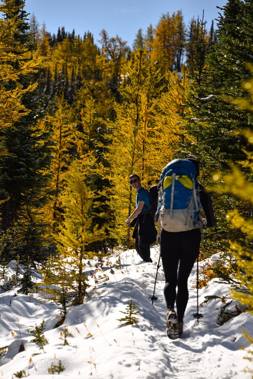 Hikers on snowy trail surrounded by golden larch trees in autumn mountain landscape.