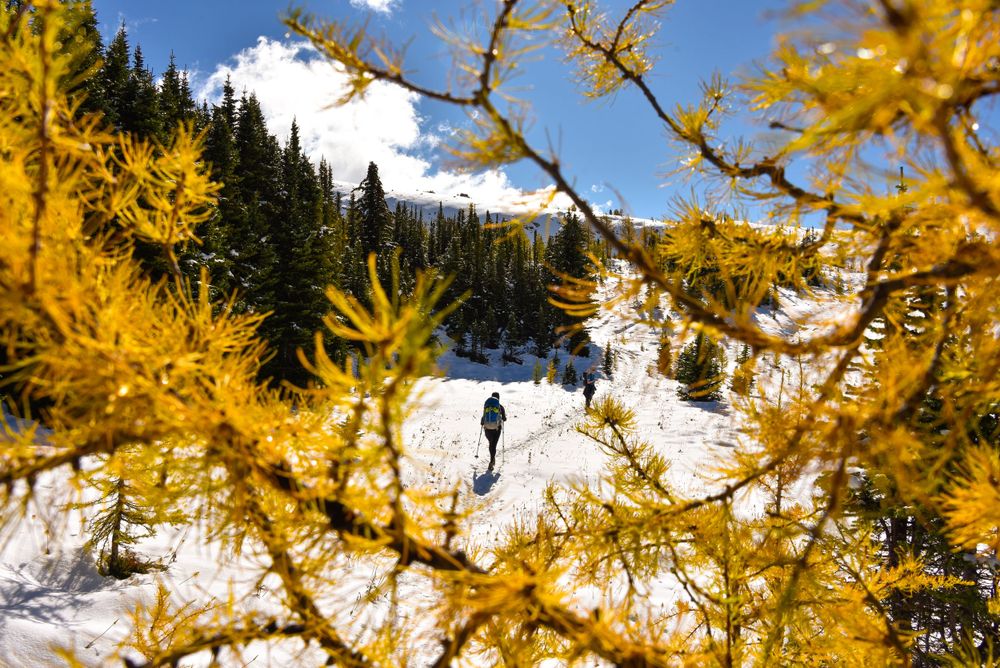 Hiker framed by golden larch branches walks through snowy mountain trail.