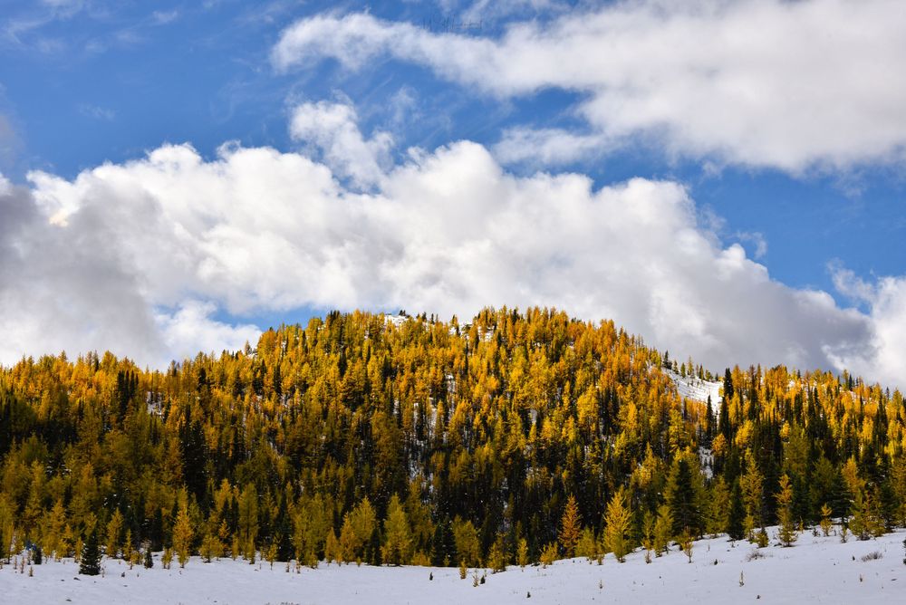 Snow-covered valley floor contrasts with golden larches covering mountainside under blue sky.