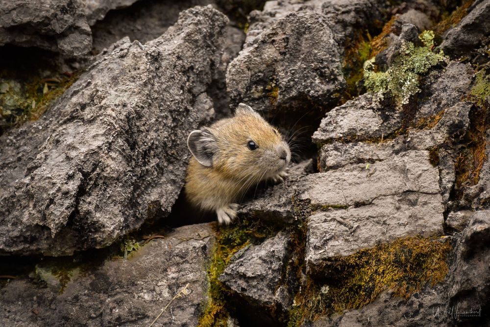 A curious pika peeks out from between rocky crevices in its mountain habitat.