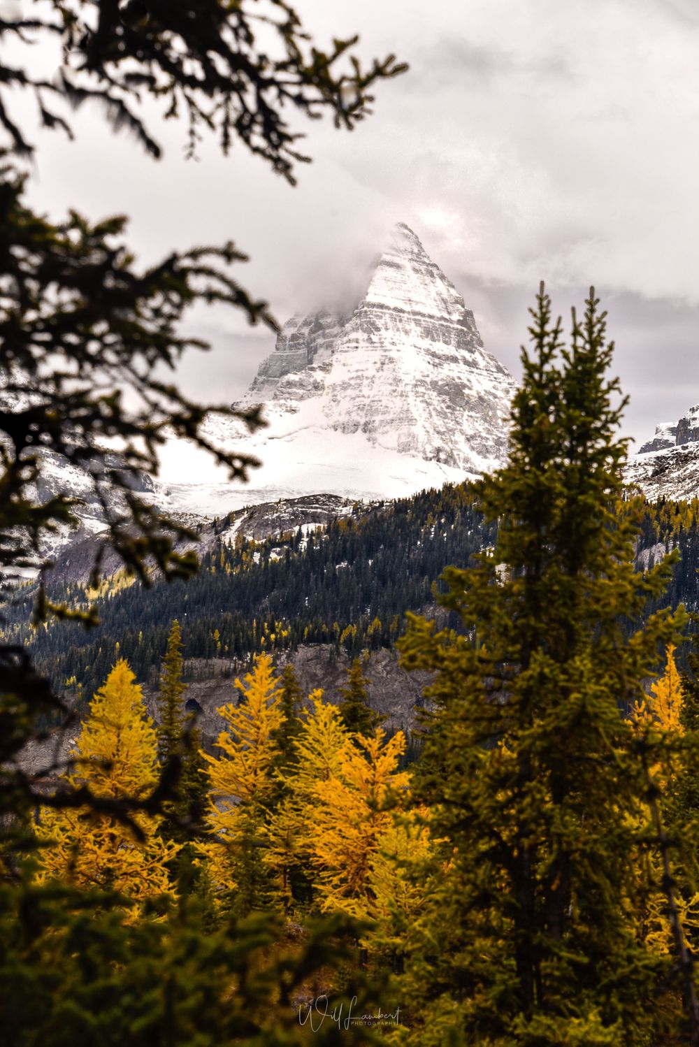Dramatic mountain peak towers over yellow autumn larches in a mountainous forest landscape.