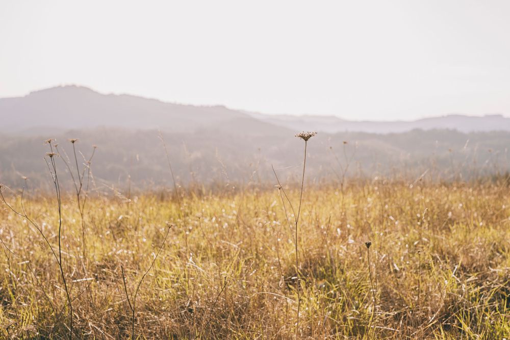 Golden dry grass field with mountains and hazy hills in the distance under an overcast sky.