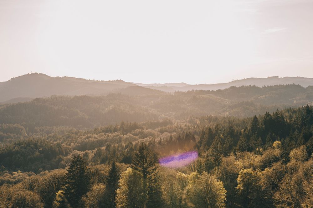 Scenic mountain landscape with sunlit evergreen forest and rolling hills beneath a misty afternoon sky.