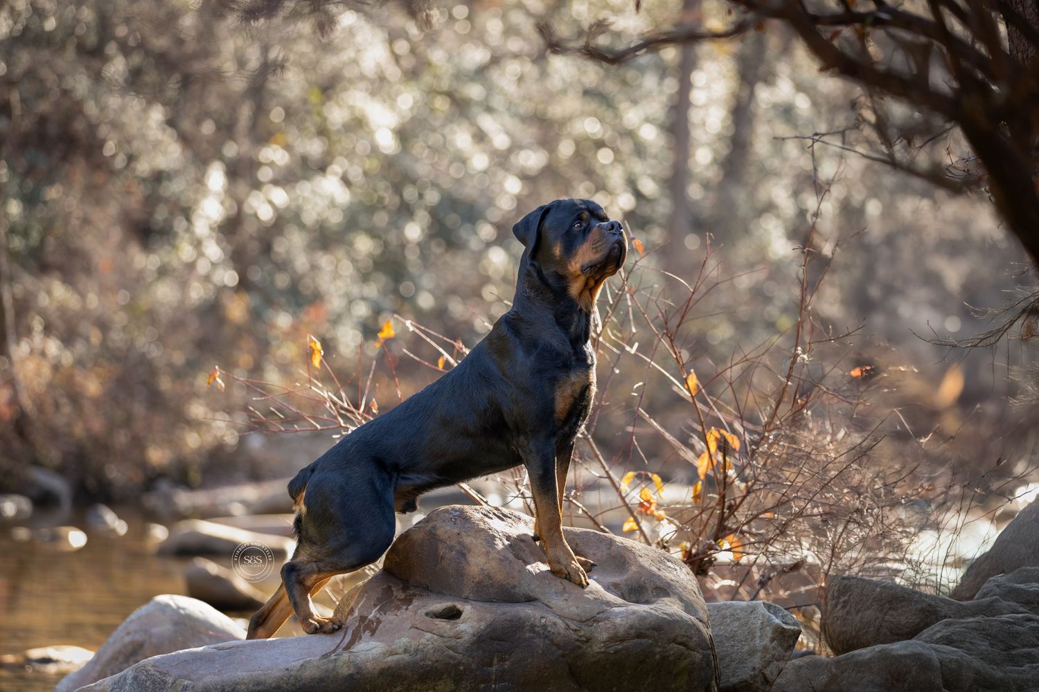 Rottweiler dog standing on a rock in front of a creek
