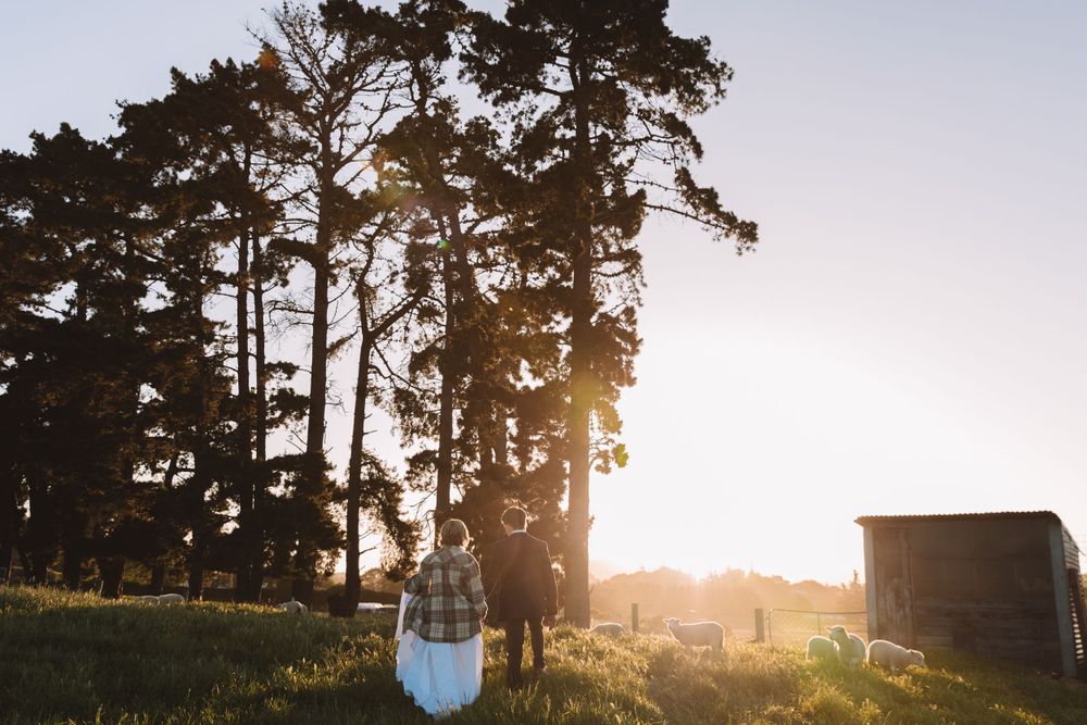 Silhouette of tall pine trees against sunset sky with rustic farm buildings in pastoral countryside setting.