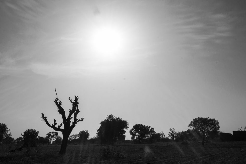 On a hot afternoon, the Sun is burning down on my Aunt's farm.