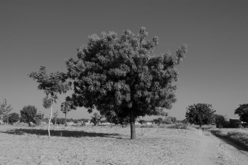 My favorite Neem tree on my Aunt's farm, it has a lot of shades especially during mid -day.