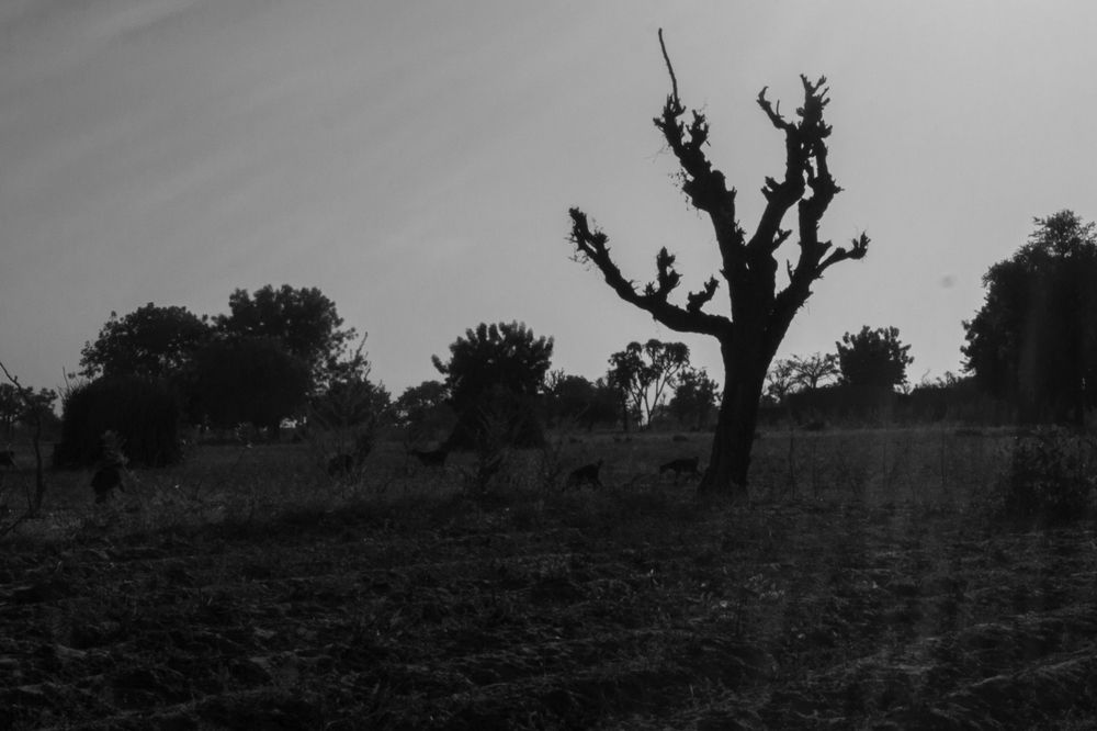 Goats grazing on some dusty dried twigs and leaves- the mulch we spread days ago on the farm ridges we dug.