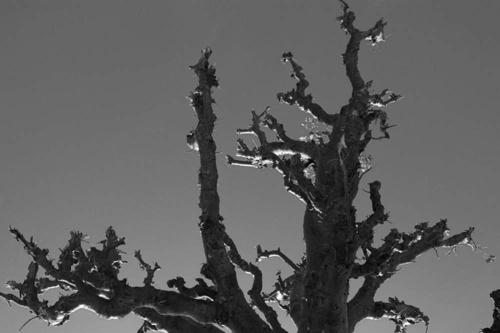 A Baobab tree standing leafless under the hot scorching Sun.