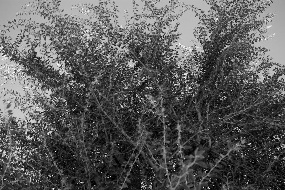 A small Thorn bush growing beside a small Neem tree on my Aunt's farm.