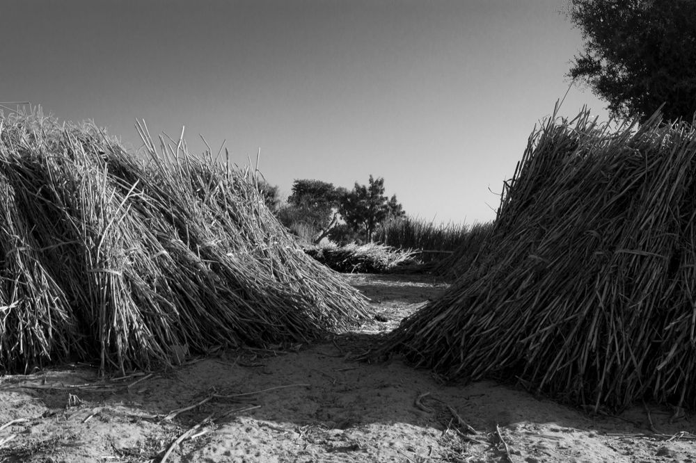 Stacks of dried bamboos from maize stems which are used to make shelters.