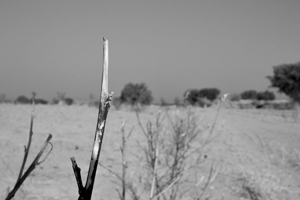 A harvested Hibiscus/Roselle plant stem left on the farm to preserve some moisture in the soil and prevent evaporation.