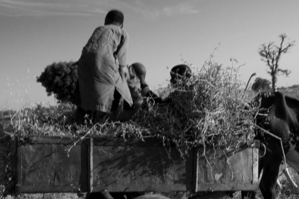 My cousins putting down the organic mulches for me to spread on this area of the farm.