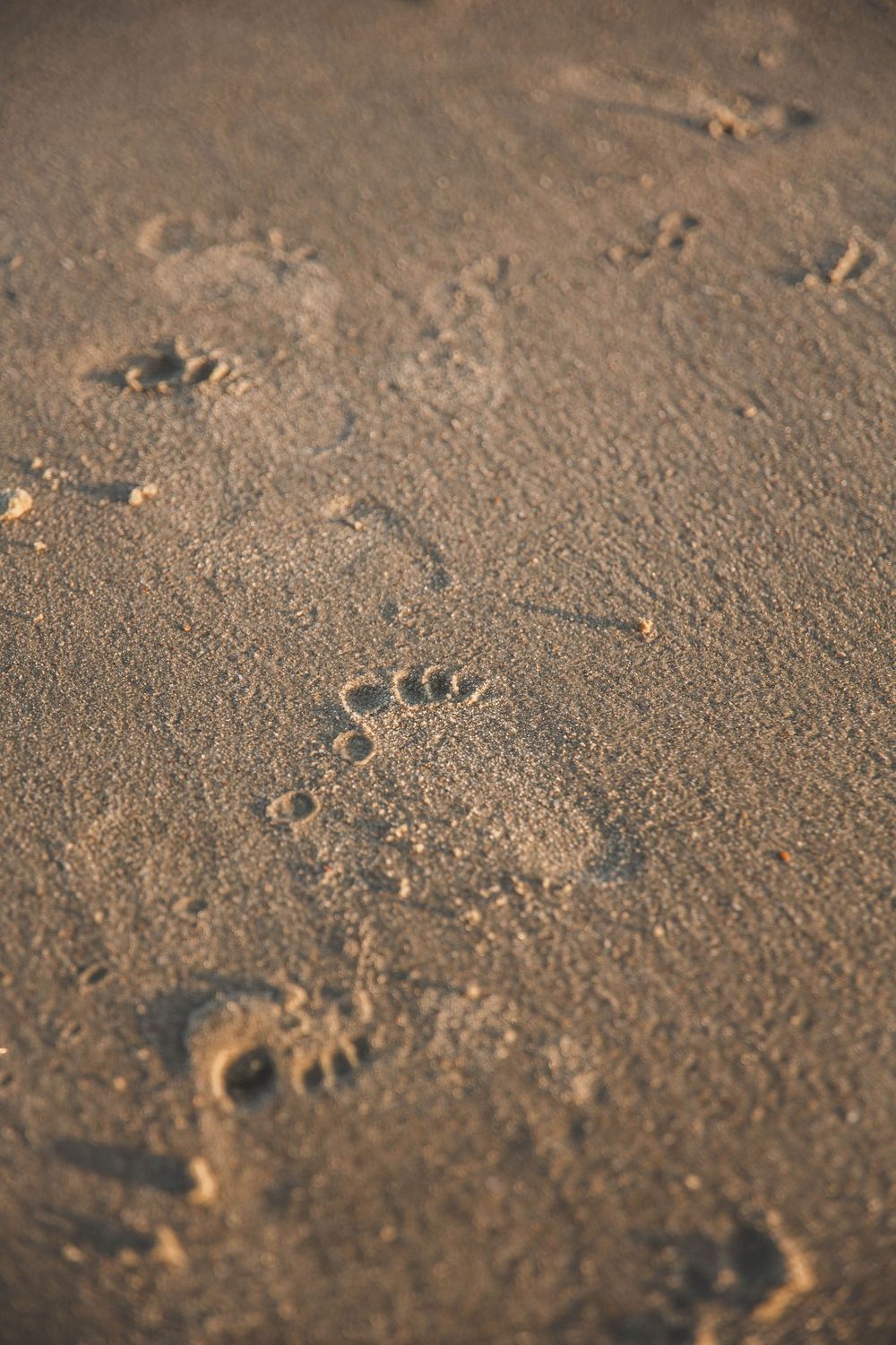 Footprints in golden sand captured during sunset with shallow depth of field creating a dreamy beach atmosphere.