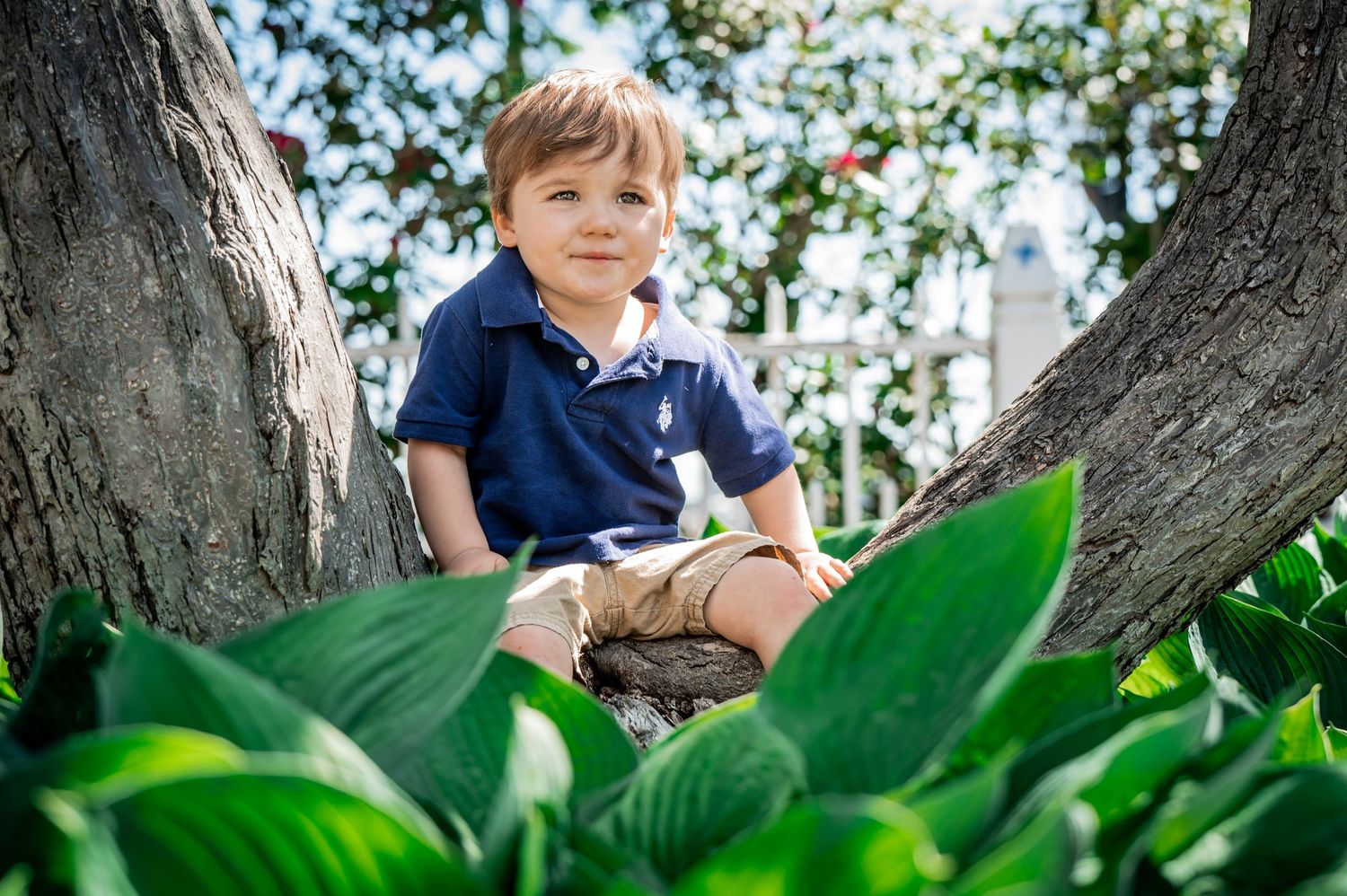 Young boy in navy polo shirt sitting in tree. Affordable. New Hampshire Family Photographer Serving New England