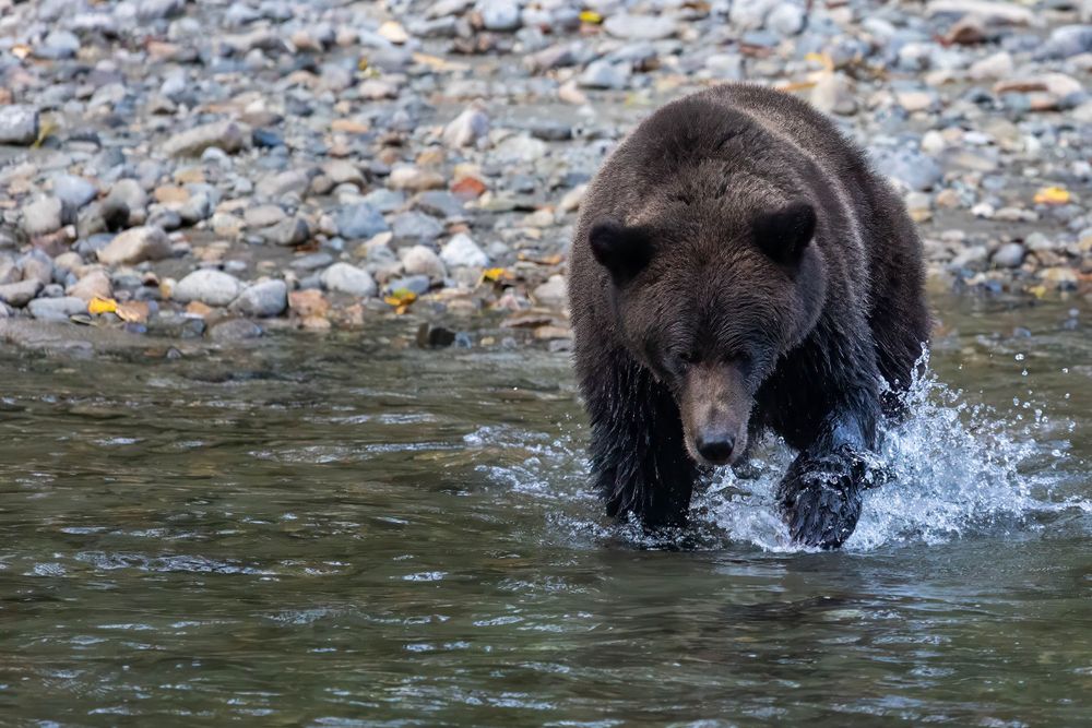 Brown bear wading through shallow water while hunting for fish.