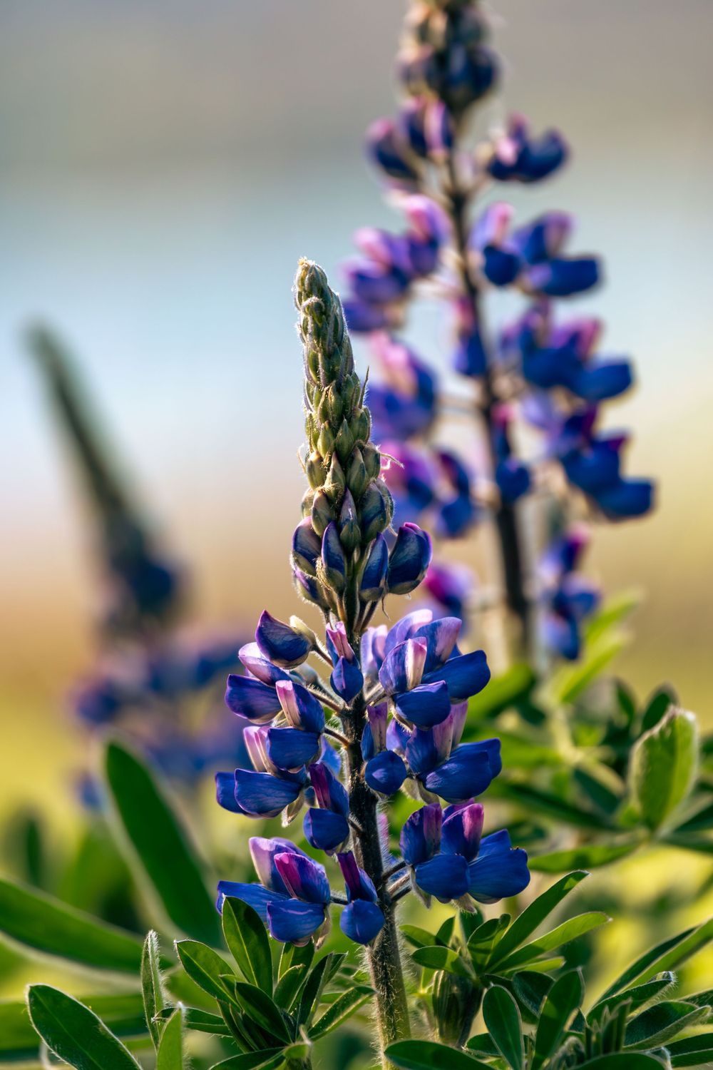 Vibrant purple and blue lupine flowers bloom against a soft blurred background in natural sunlight in the Bella Coola Valley.