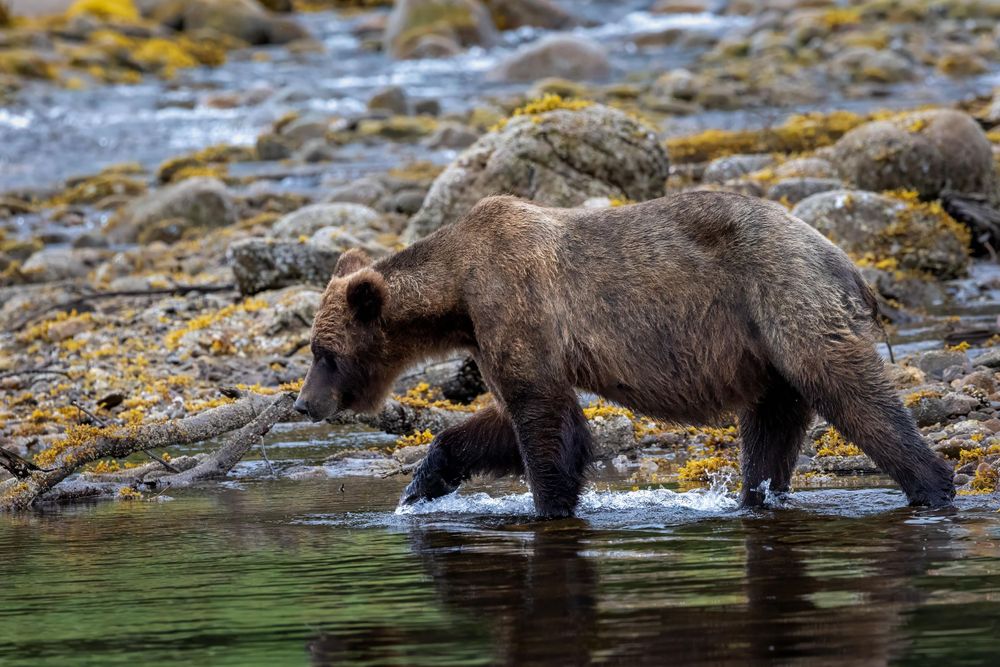 Brown bear wading through shallow water along a rocky shoreline.