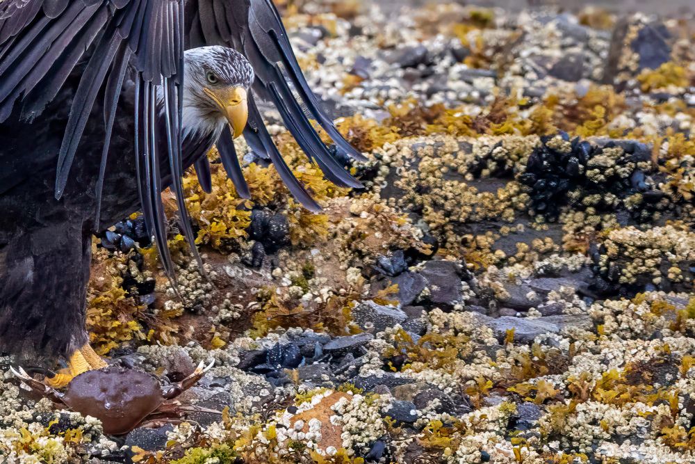 Bald eagle's talons on rocky coastal ground covered in yellow seaweed.