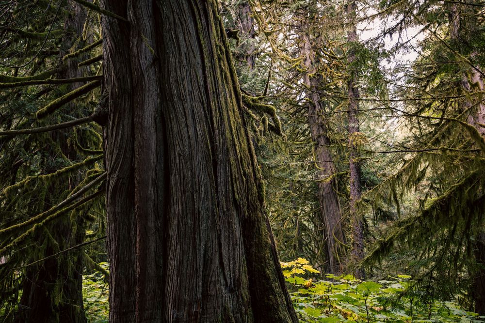 Towering old growth forest with massive tree trunks and moss-covered branches in the Cedar tree trail in Bella Coola.