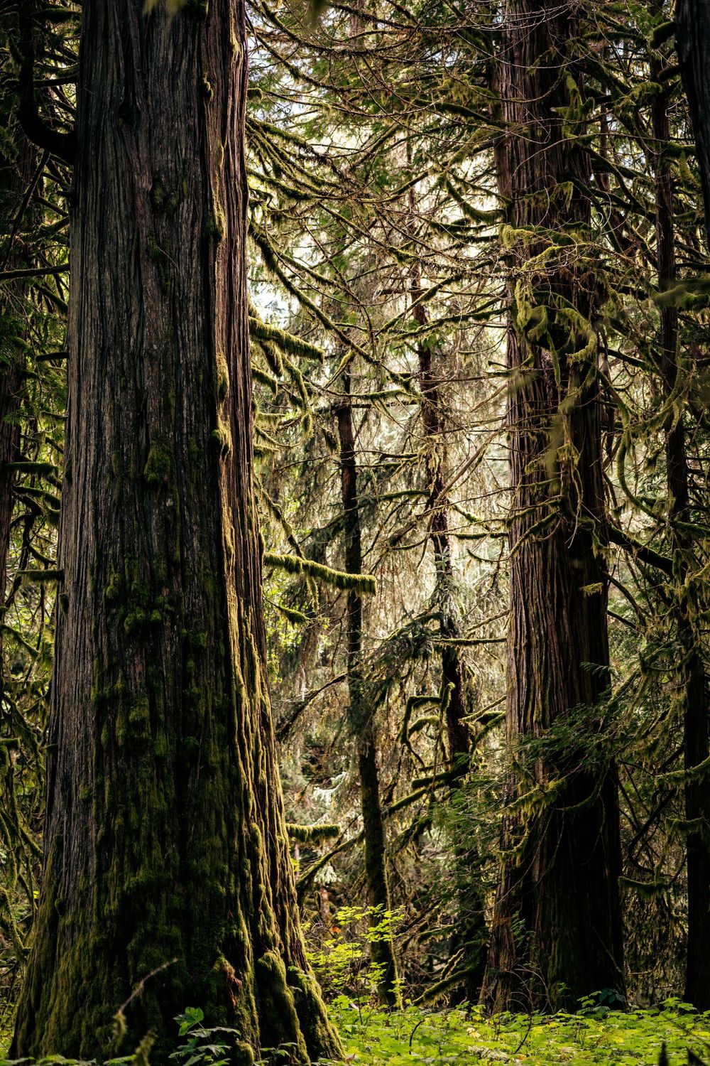 Towering cedar trees with mossy trunks stand majestically in a misty old-growth forest in the Bella Coola Valley.