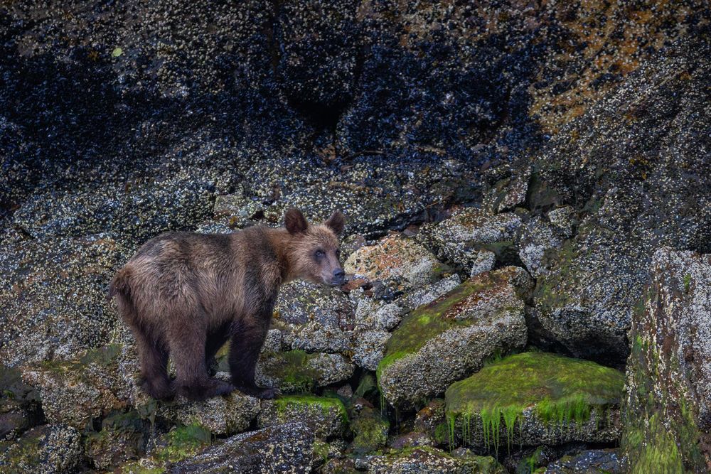Brown bear standing on mossy rocks near a rocky cliff face.