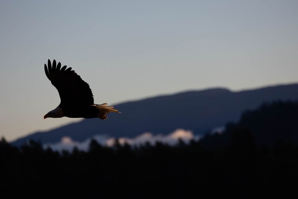Silhouette of an eagle soaring against a dusky mountain landscape.