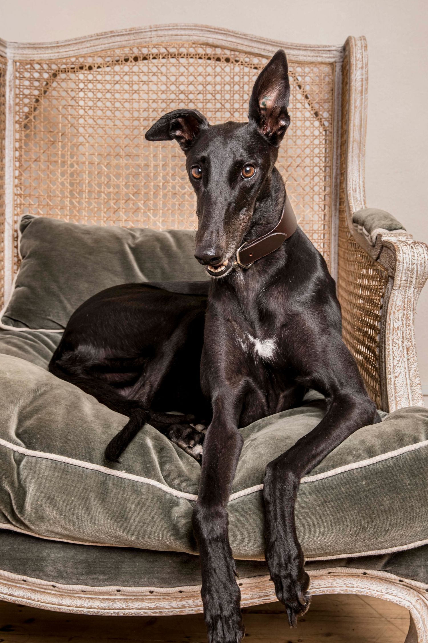Black greyhound lounging comfortably on a vintage velvet couch in varying relaxed poses.