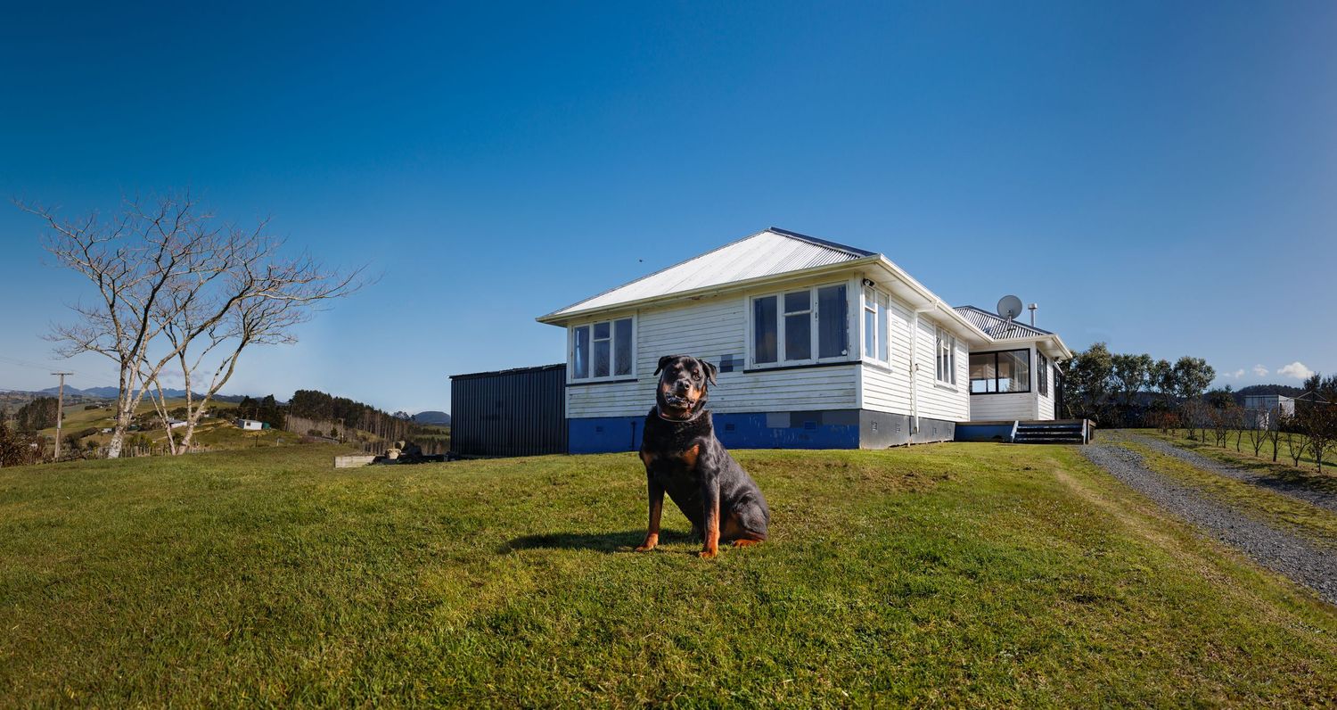Large dog sitting in front of a white and blue house with expansive lawn.