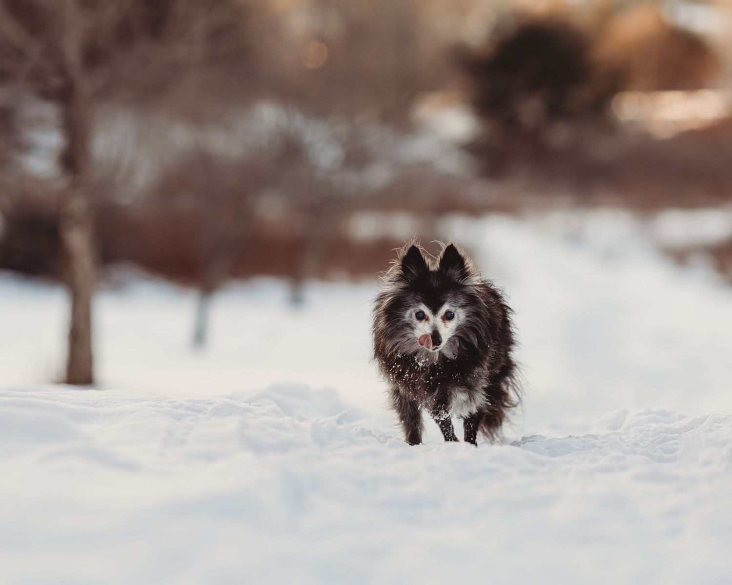 small senior dog with its tongue out in the snow