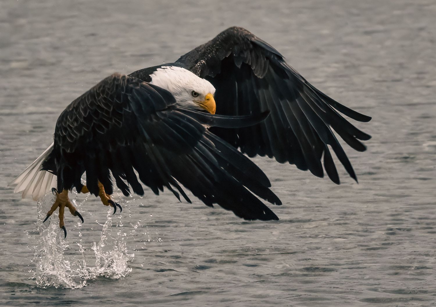 A majestic bald eagle with spread wings catches fish from water, creating dramatic splashes beneath.
