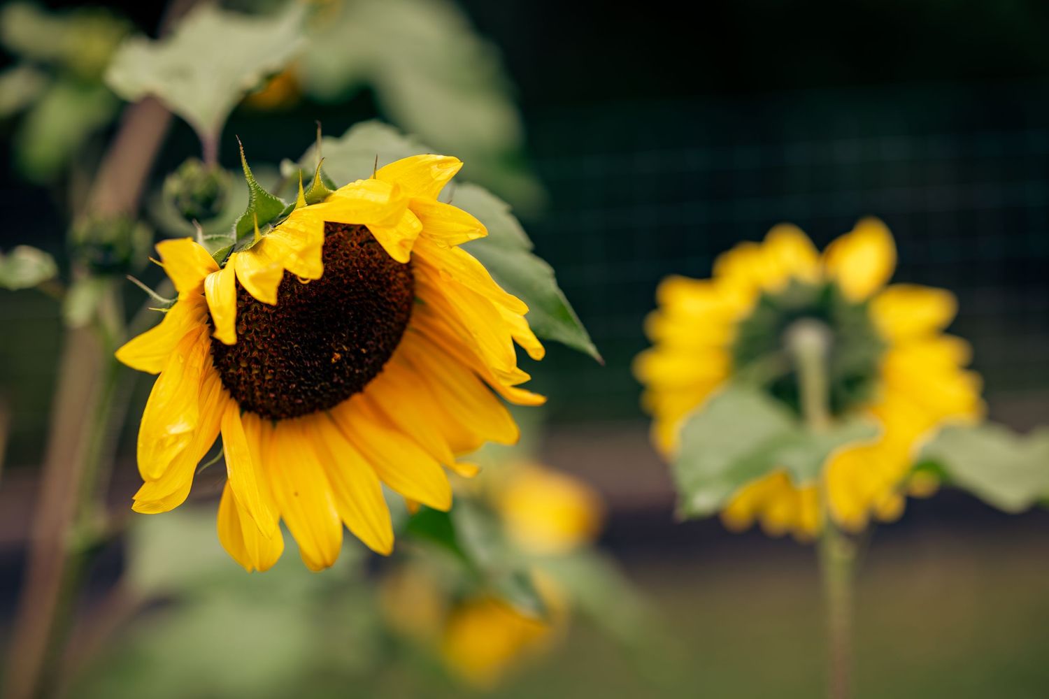 A vibrant sunflower in sharp focus with another blurred sunflower in the background against dark green foliage.