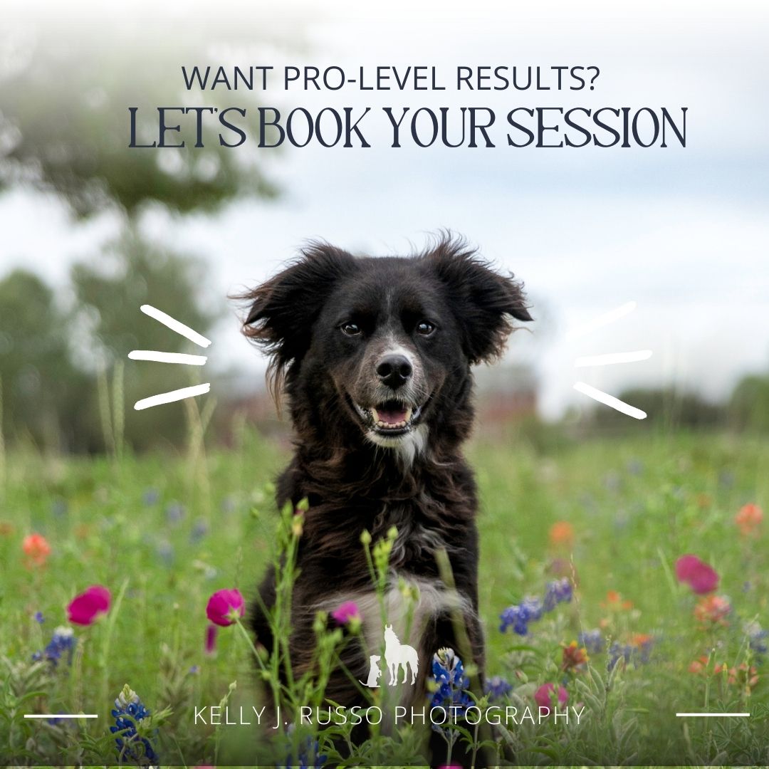 Black and white border collie dog smiling in a wildflower meadow with professional photography booking text overlay.