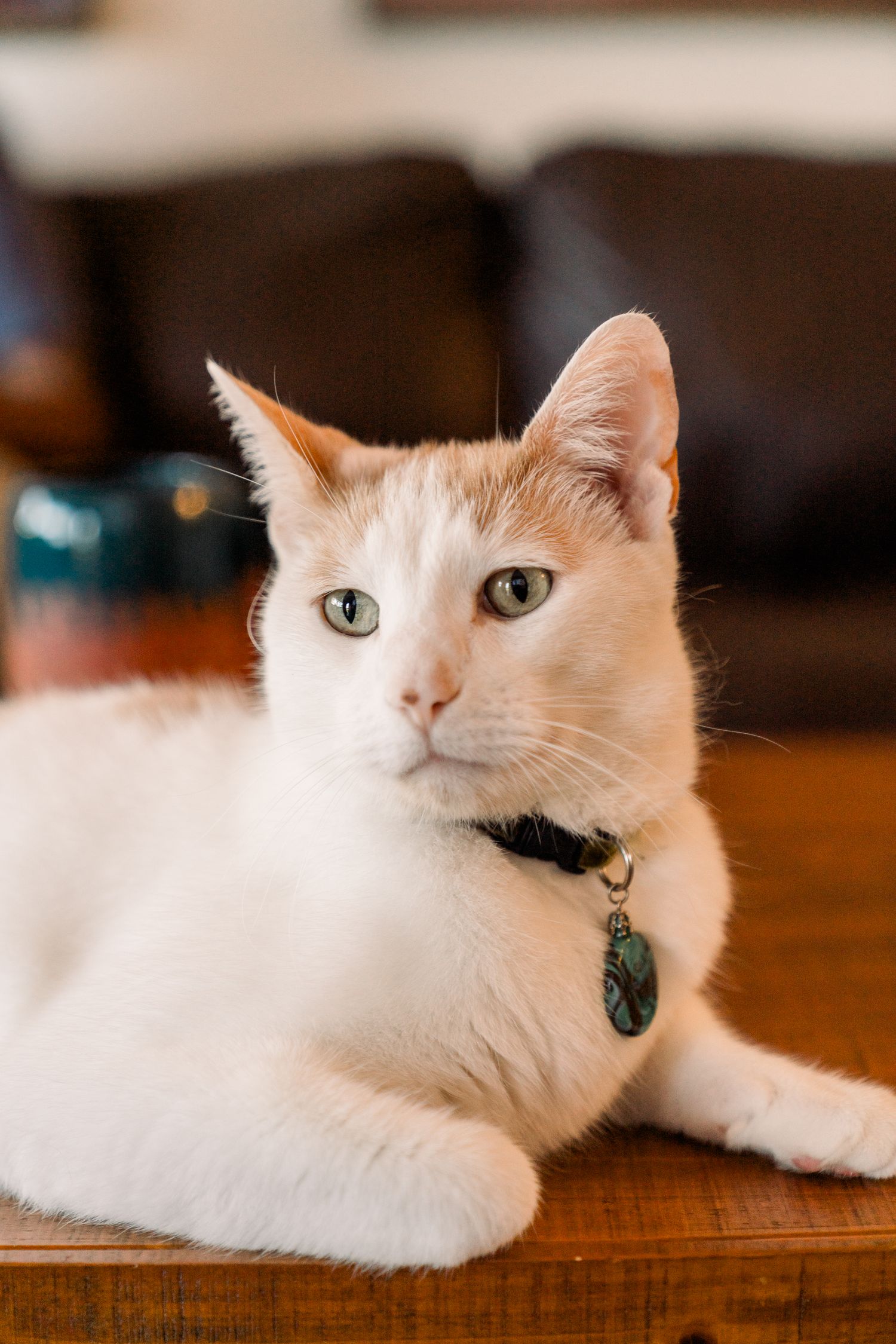 A white cat with light ginger markings lies on a wooden surface wearing a collar with a tag.