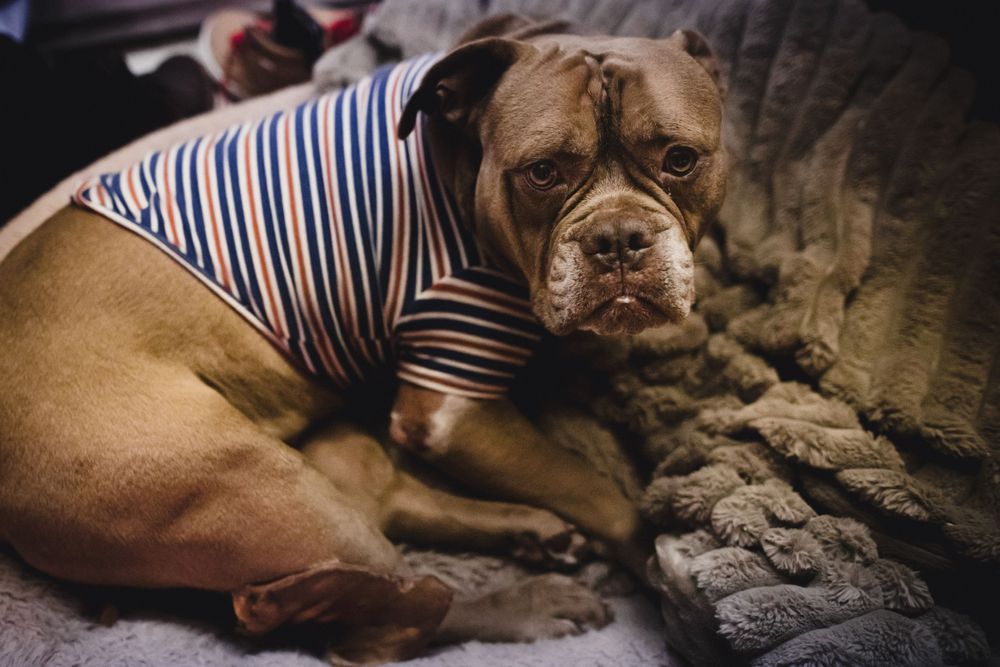 Pitbull dog wearing a blue and white striped shirt lies comfortably on a couch.