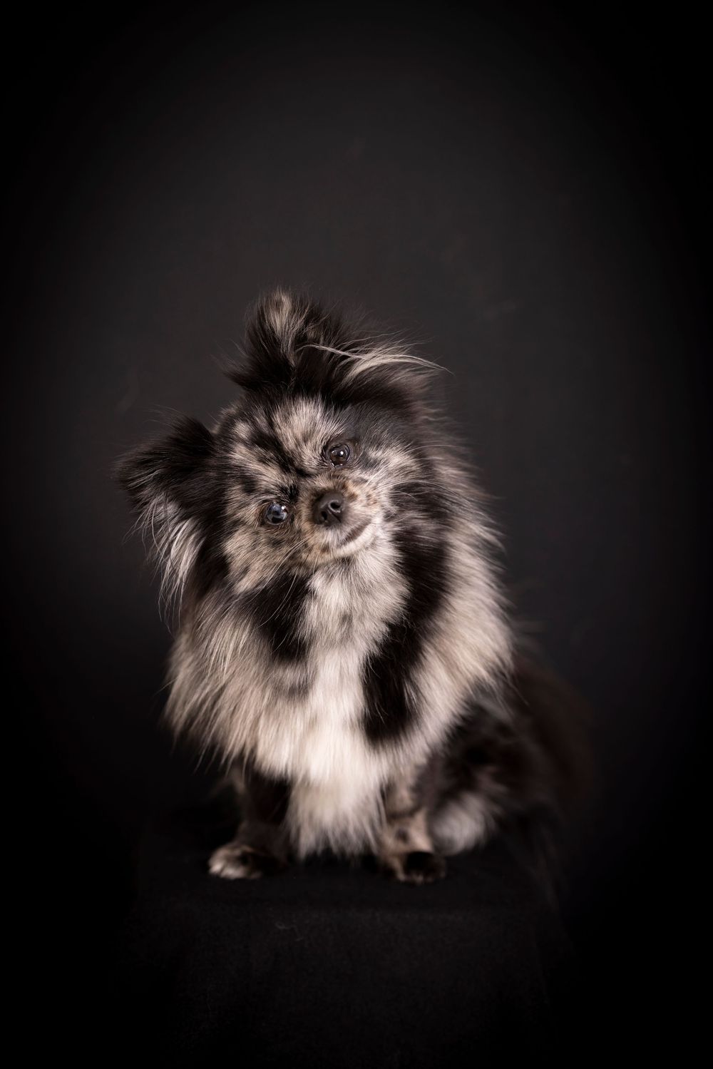 Fluffy black and white merle Pomeranian dog posing gracefully against dark background in studio portrait.