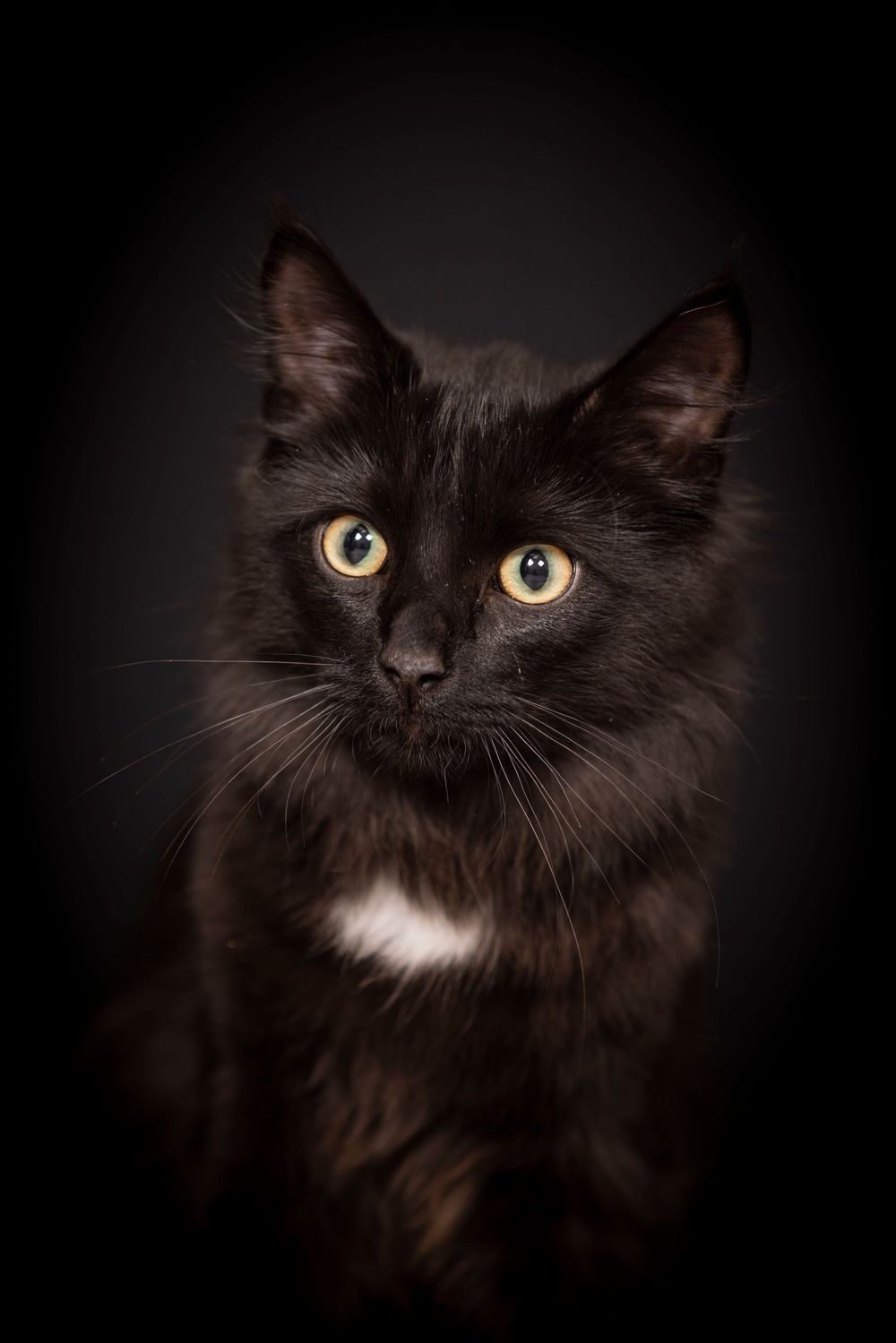 Portrait of a black long-haired cat with striking yellow eyes and a small white patch on its chest against a dark background.