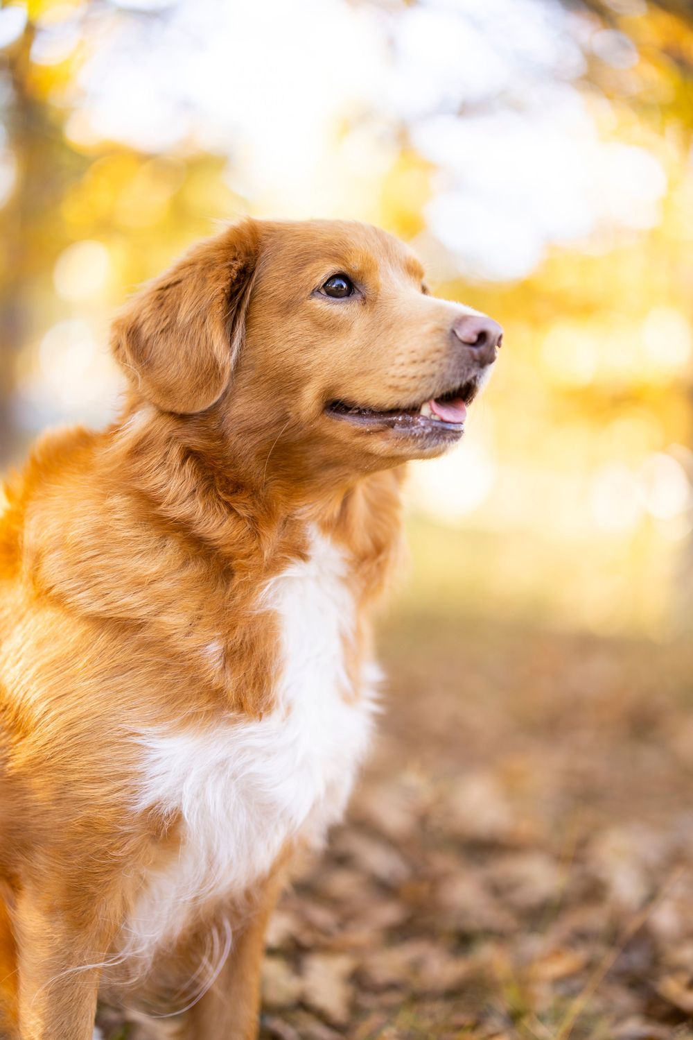 Golden mixed breed dog with white chest fur looks up attentively against blurred autumn background with golden bokeh.